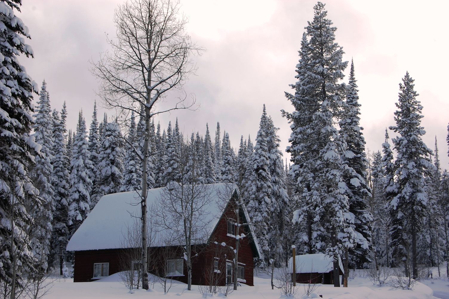 Snowy scene